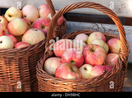 Autumn garden harvest, colorful apples lay in the baskets Stock Photo