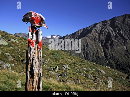 Painted goat skull on wooden stake as marker along hiking trail in the mountains of the Stubaital, Stubai Alps, Tyrol, Austria Stock Photo