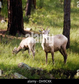 Two Mountain goats in a grassy forest in the Black Hills of South Dakota. Stock Photo