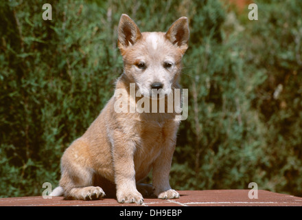 Australian Cattle Dog puppy sitting on brick wall Stock Photo