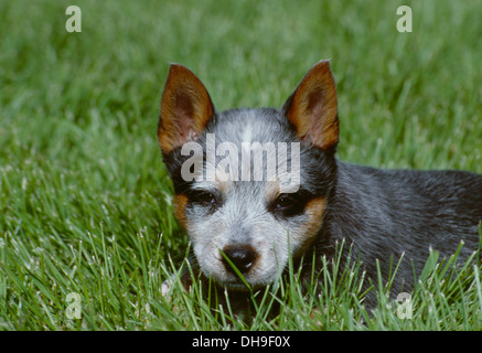 Australian Cattle Dog-puppy lying in grass-head shot Stock Photo