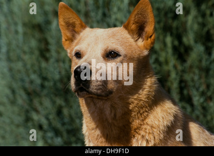 Australian Cattle Dog-head shot Stock Photo