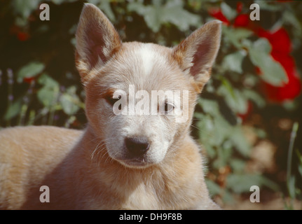 Australian Cattle Dog puppy-head shot Stock Photo