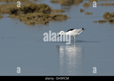 Crab Plover feeding (Dromas ardeola) eating crab Stock Photo