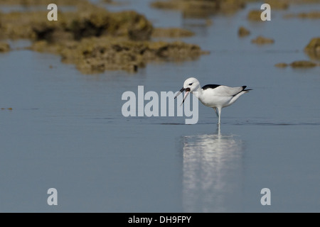 Crab Plover feeding (Dromas ardeola) eating crab Stock Photo