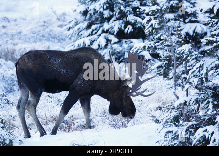 Moose in Chugach State Park, near Anchorage, Alaska. Stock Photo