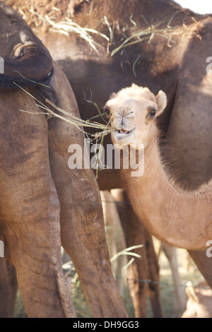 A baby camel eats its supper among the adults at a Liwa Desert camel farm, Abu Dhabi, United Arab Emirates Stock Photo