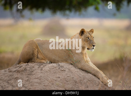 Sub-adult Lion (Leo panthera) lying on top of a termite mound; on the look out Stock Photo