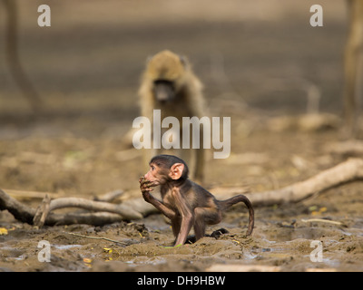 Baby Chacma Baboon (Papio ursinus) standing in mud drinking whilst mother stays close Stock Photo