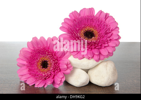 Stack of white stones with pink Gerberas on a dark brown wooden shelf Stock Photo