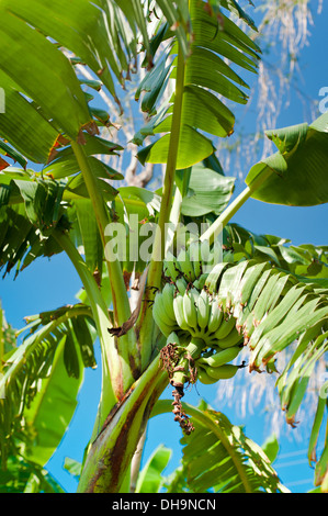 Banana fruit on palm tree at tropical plantation. India Stock Photo