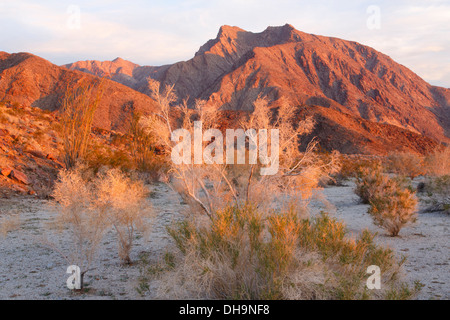 Anza-Borrego Desert State Park, California. Stock Photo