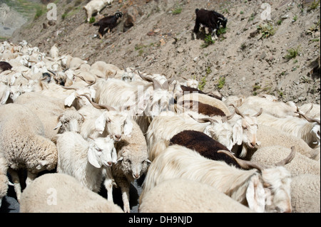 Herd of sheep and kashmir (pashmina) goats from Indian highland farm in Ladakh Stock Photo