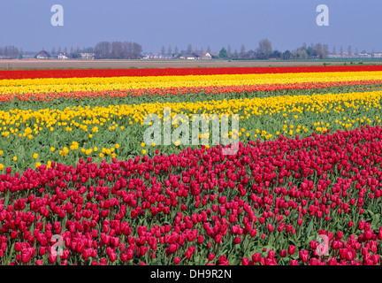 Tulip field in holland Stock Photo - Alamy