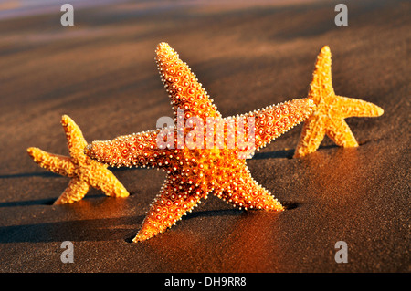 closeup of some starfishes on the sand of a beach Stock Photo