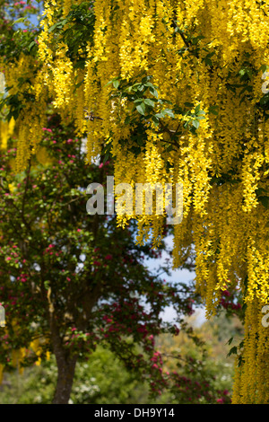 Cascades of bright yellow Laburnum flowers Stock Photo