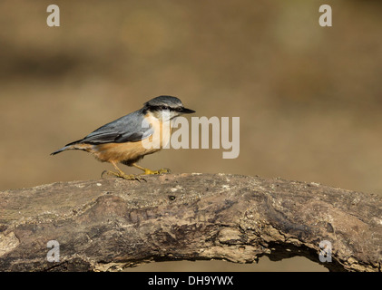 Nuthatch (Sitta europaea) perched on branch in The New Forest National Park, Hampshire, England, UK. Europe Stock Photo