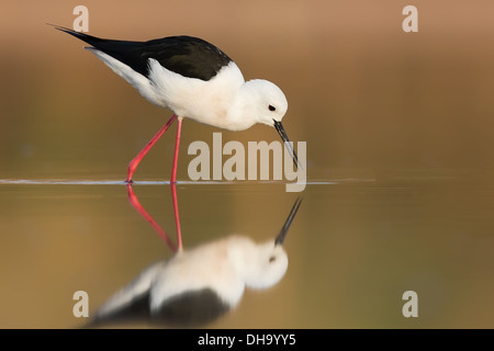 Black Winged Stilt Stock Photo