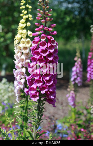 Digitalis purpurea - Common Foxglove Stock Photo