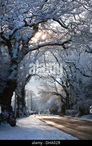 Winter scene of snow covered lane with shafts of sunlight coming through trees. Stock Photo