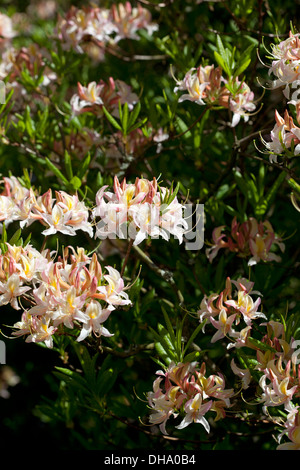 Rhododendron occidentale superbum - The Western Azalea Stock Photo