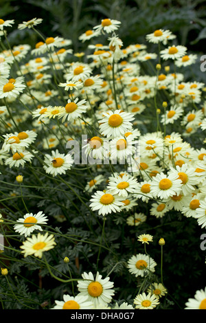 Anthemis tinctoria 'E. C. Buxton' Stock Photo