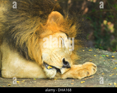 Close up of head of a Male Lion Sleeping in the zoo. Stock Photo