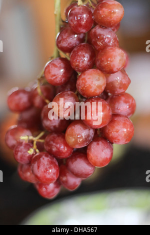A grape cluster. Grapes can be eaten raw or they can be used for making wine or jam. Stock Photo