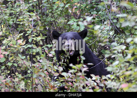 Black bear eating berries in Grand Teton National Park Wyoming Stock Photo