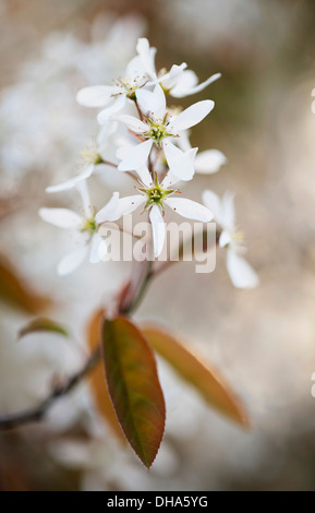 Snowy mespilus, Amelanchier lamarckii. A single flower cluster close  up with soft focus behind. Stock Photo