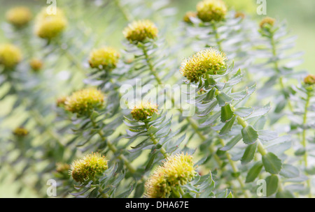 Rose root, Rhodiola rosea, used in herbal medicine. Close up of flower heads, selective focus. Stock Photo