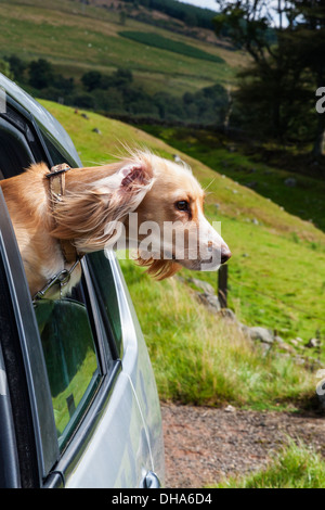 A dog hanging their head out a car window on a nice sunny day Stock ...