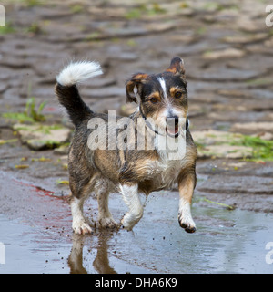 A mixed breed dog jumps very dynamic and enjoyable through a puddle of water Stock Photo