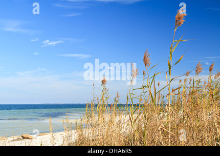 Sea Oats waving in the breeze on the sound side of Santa Rosa Island, part of the Gulf Island National Seashore Stock Photo