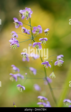 Chinese meadow rue, Thalictrum delavayi showing delicate flower panicles. Stock Photo