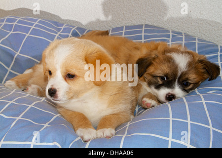 Two 6 week old puppies cuddling together on their dog blanket. Stock Photo