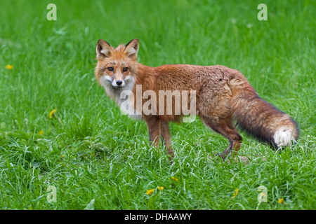Red fox (Vulpes vulpes) in meadow in summer Stock Photo