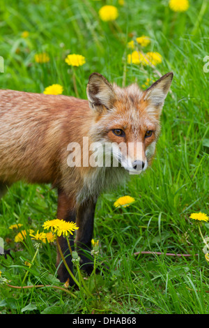 Rode vos (Vulpes vulpes) in grasland Close up of Red fox (Vulpes vulpes) in meadow with wildflowers in summer Stock Photo