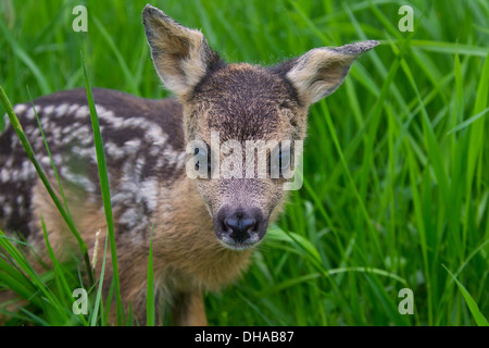 Close up of roe deer (Capreolus capreolus) one day old fawn hidden in tall grass of meadow Stock Photo