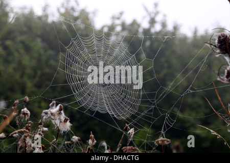 Dewy Web Stock Photo