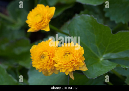Caltha palustris 'Flore Pleno', Double Marsh Marigold, Double Kingcup Stock Photo