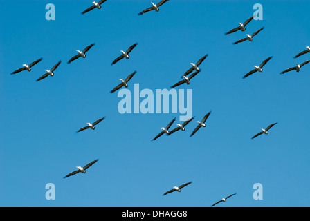 Flock of pelicans over a beach in northeast Tasmania, Australia Stock Photo