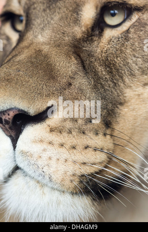 A curious lioness up close in detail.