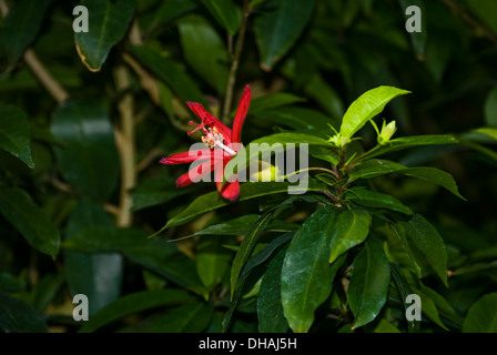 Musas tropical flower red close up .Tropical ornamental plant of the banana family. Stock Photo