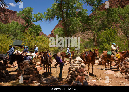 Pack mules at Phantom Ranch at the bottom of Grand Canyon National Park, Arizona. Stock Photo