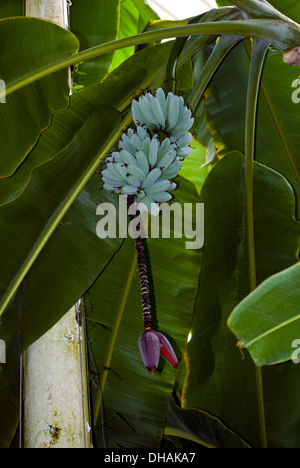 the fresh banana blossom on banana tree Stock Photo