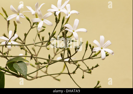 Jasmine (Jasminum azoricum ) plant in bloom on yellow background Stock Photo