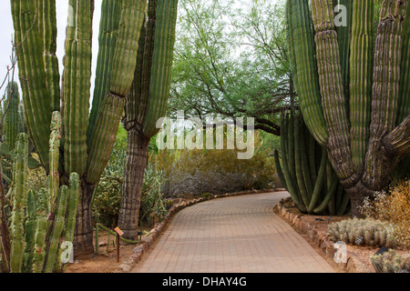 Desert Botanical Garden, Phoenix, Arizona.  Stock Photo