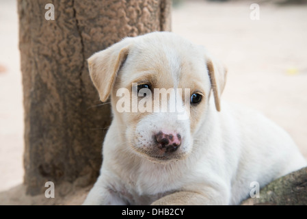 Lonely stray hound dog lying on grass in mountains, looking away. Sad ...