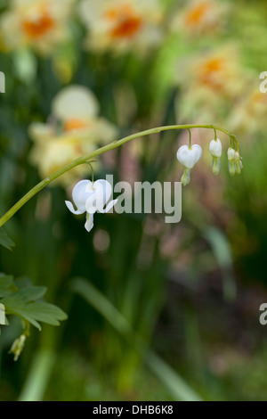 Dicentra spectabilis 'Alba' with Narcissus in the background Stock Photo